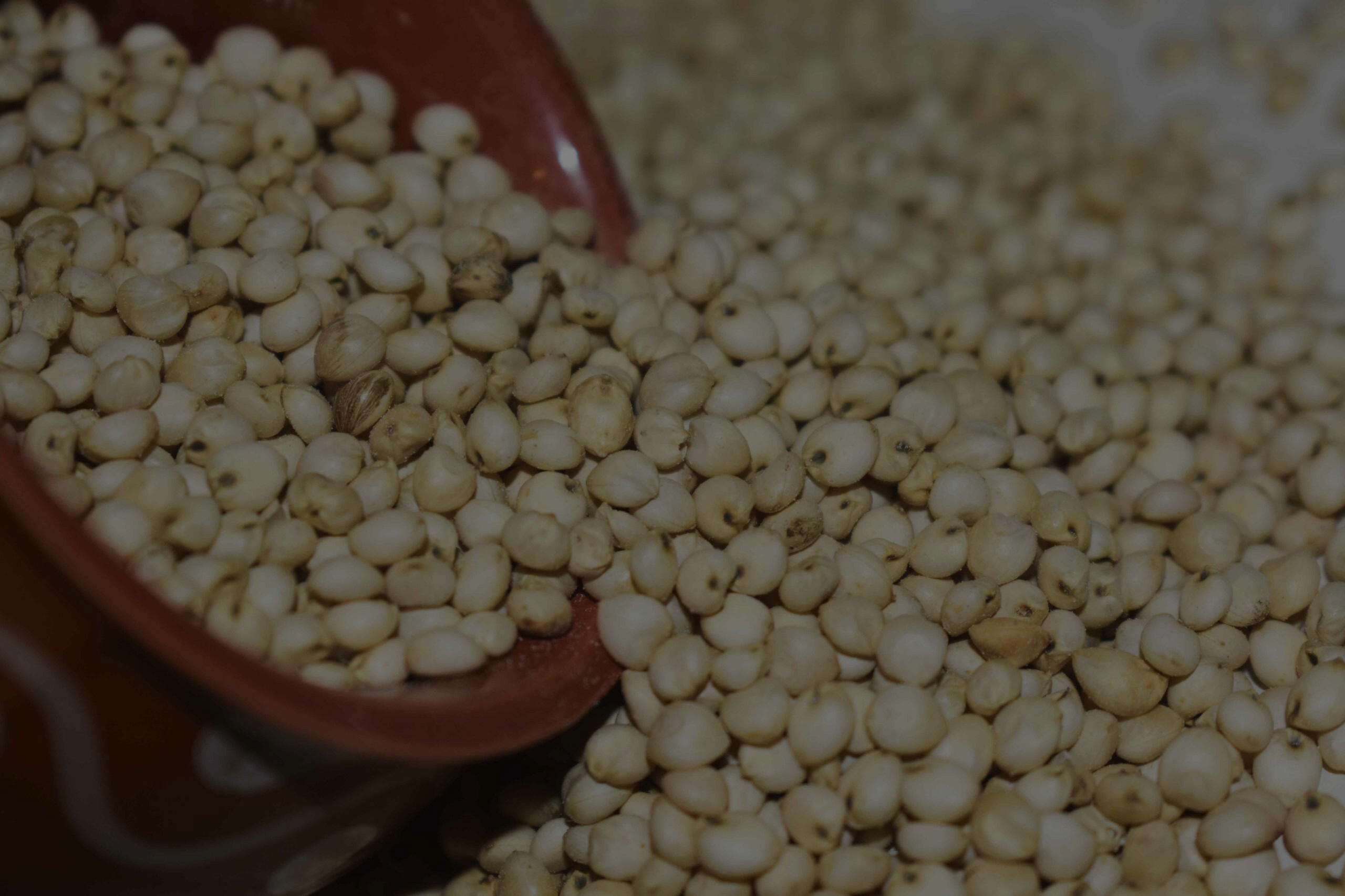 Sorghum (1)